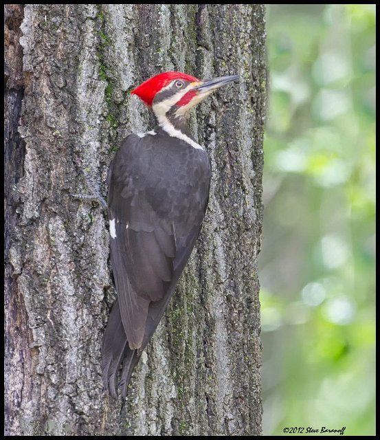 _2SB1236 pileated woodpecker.jpg